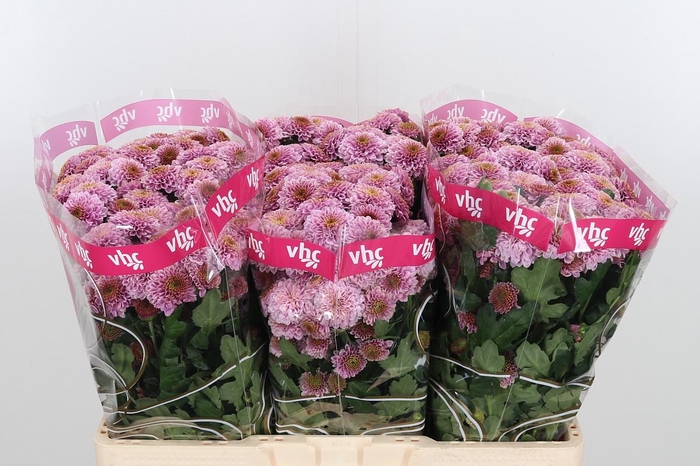 <h4>Chr San Aaa Doria Pi</h4>