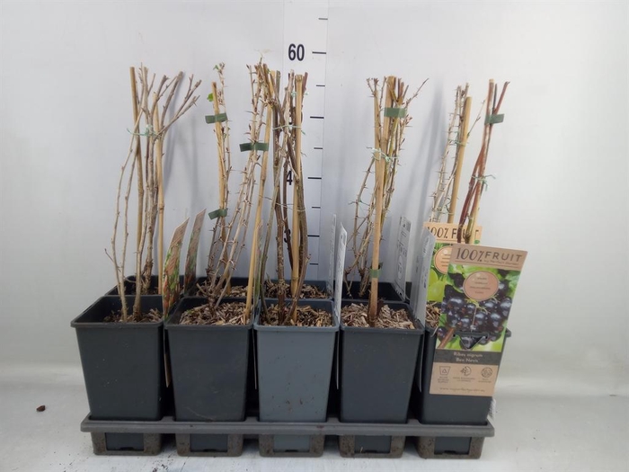 <h4>Ribes   ...</h4>