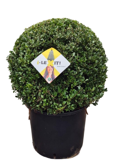 <h4>Ilex crenata Dark Green, P45, Bol Ø60cm</h4>