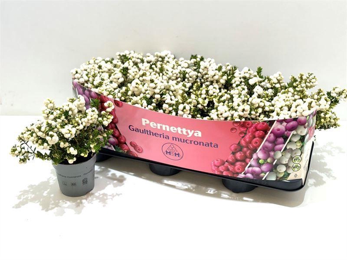 <h4>Gaultheria mucronata Wit</h4>