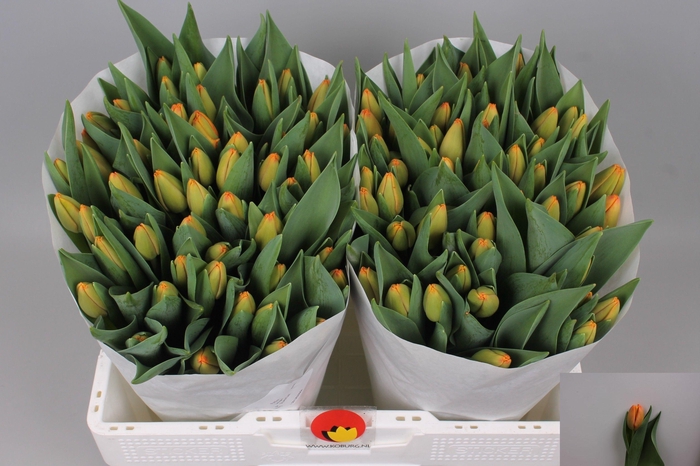 <h4>TU EN TIME OUT</h4>