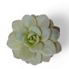 Echeveria Laui Cutflower Wincx-8cm