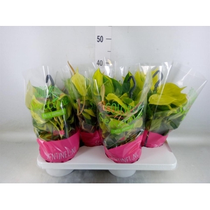 Philodendron scand. 'Brasil'