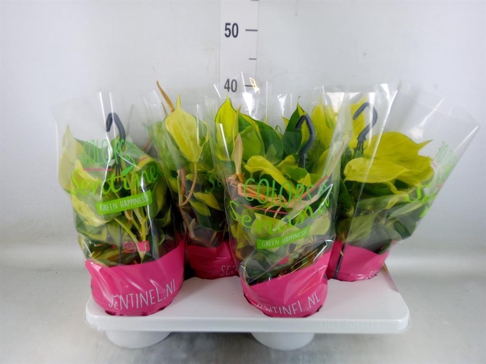 <h4>Philodendron scand. 'Brasil'</h4>