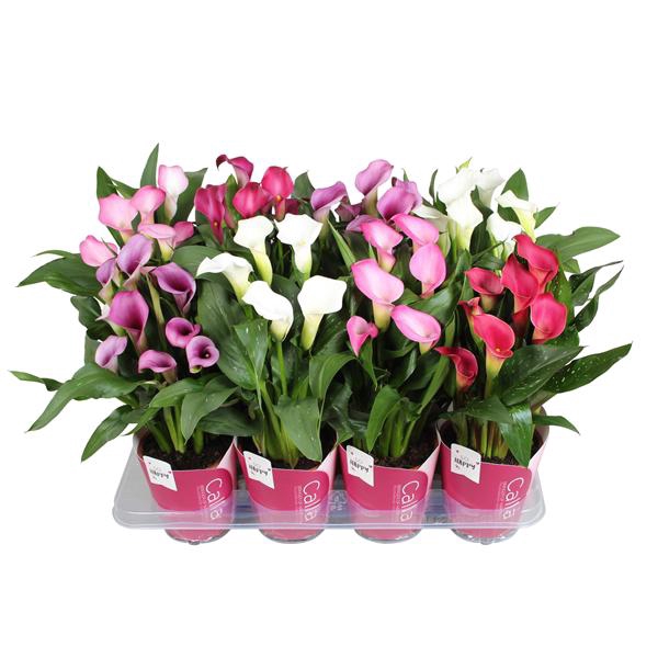 <h4>Zantedeschia gemengd Calla Moederdag mix met roze potcover</h4>