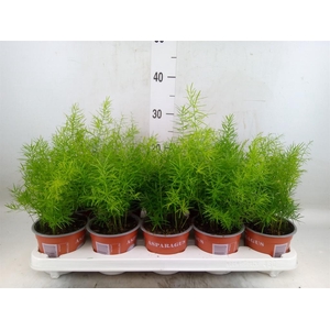 Asparagus dens. 'Sprengeri'