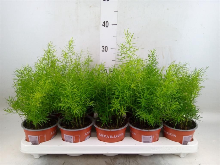 <h4>Asparagus dens. 'Sprengeri'</h4>
