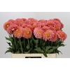 Dahlia Santa Lucia