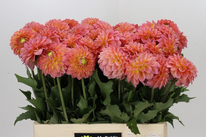 Dahlia Santa Lucia