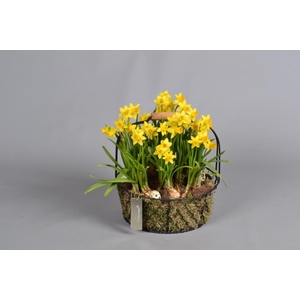 Metaal rek met Narcis Tat