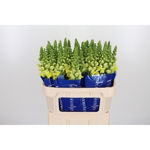 Antirrhinum Po Yellow