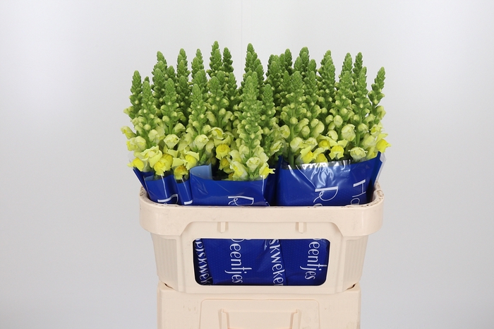 <h4>Antirrhinum Po Yellow</h4>
