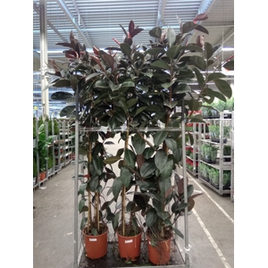 Ficus elastica 'Abidjan'