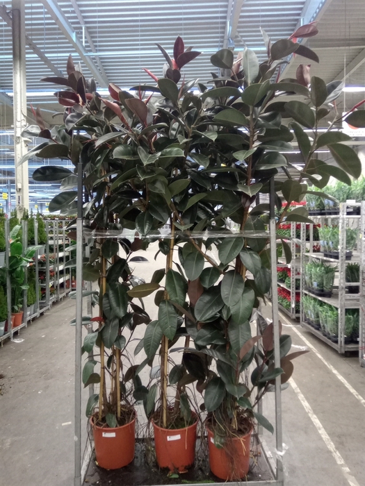 <h4>Ficus elastica 'Abidjan'</h4>