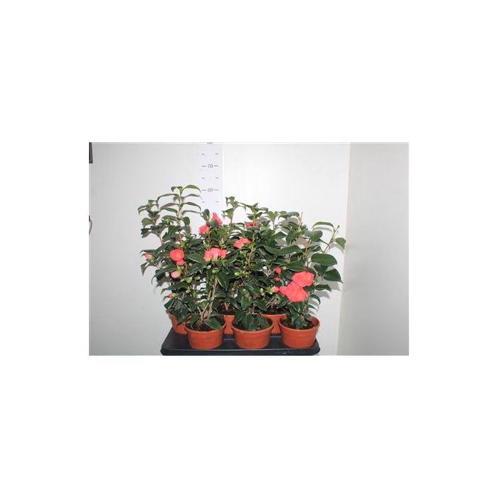 <h4>Came Japonica 20+</h4>