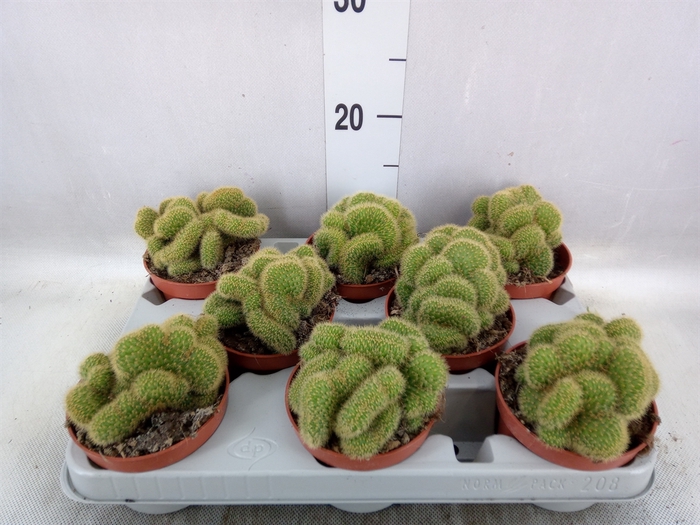 <h4>Cactus   ...</h4>