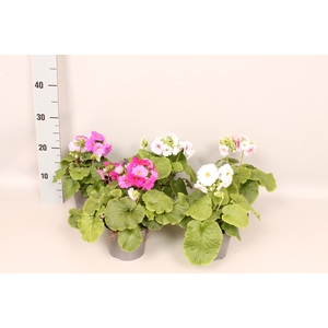 Primula obconica Divers