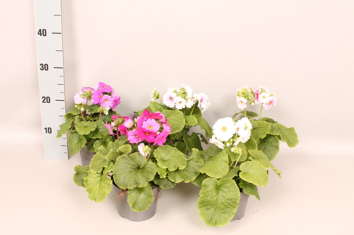 <h4>Primula obconica Divers</h4>