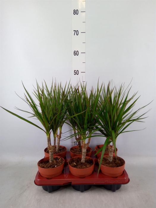 <h4>Dracaena marg.</h4>