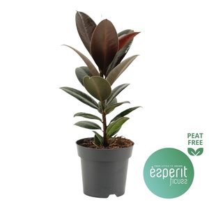 Ficus elastica 'Melany'