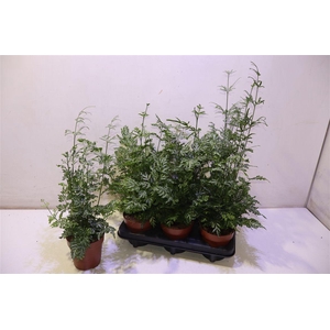 arr8 Pteris Evergemienis