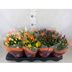 Chrysanthemum   ..mix 7