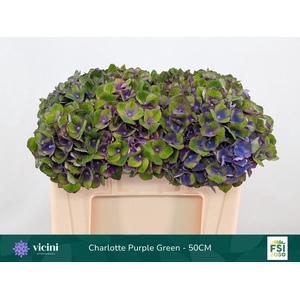 Hydr Charlotte Classic Purple Green 50 cm Vicini
