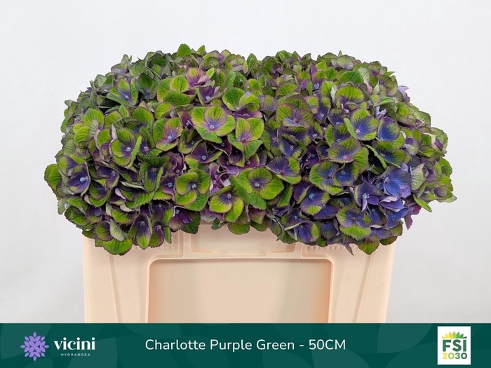 <h4>Hydr Charlotte Classic Purple Green 50 cm Vicini</h4>