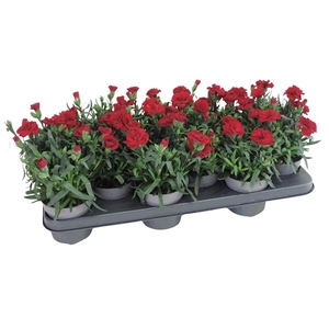 Dianthus Oscar Red 10.5 cm