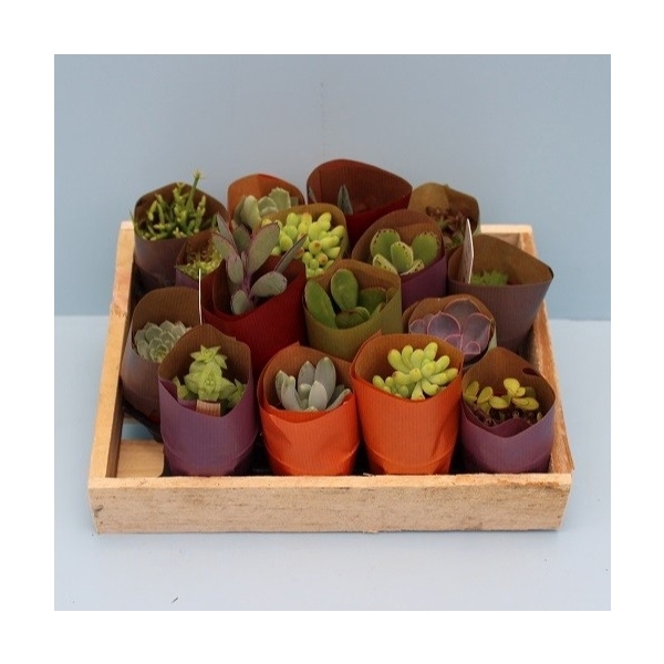 <h4>Bio Succulenten in papier 214-INPAP</h4>