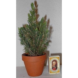 PICEA GLAUCA p8 6x14 per laag