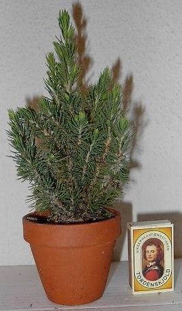 <h4>PICEA GLAUCA p8 6x14 per laag</h4>