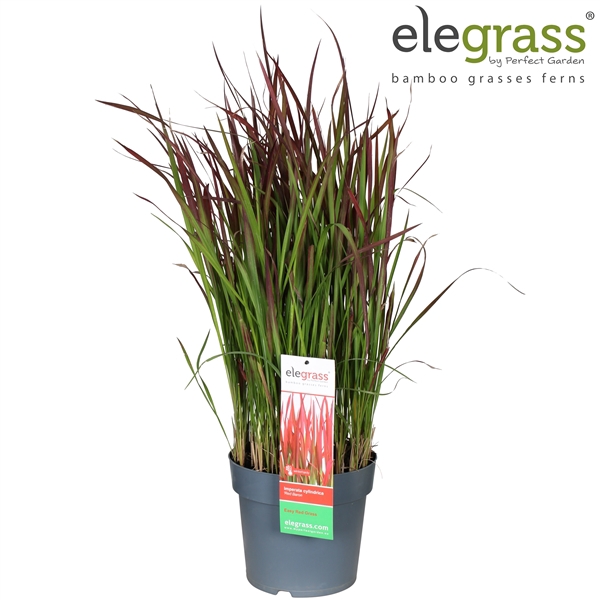 Imperata cylindrica 'Red Baron' P23