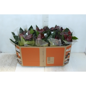 ANTHURIUM ESSENCIA P12