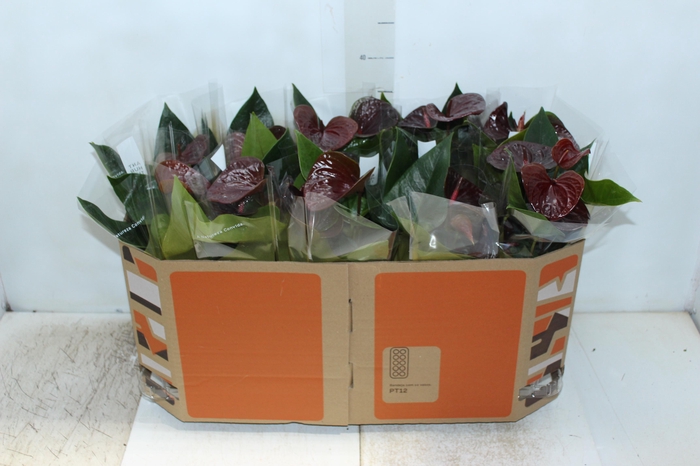 <h4>ANTHURIUM ESSENCIA P12</h4>