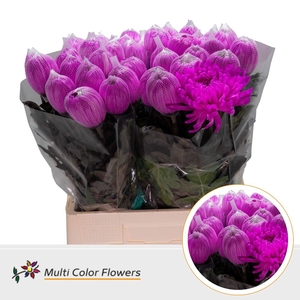 Chr. G 'Antonov' Erica DYED