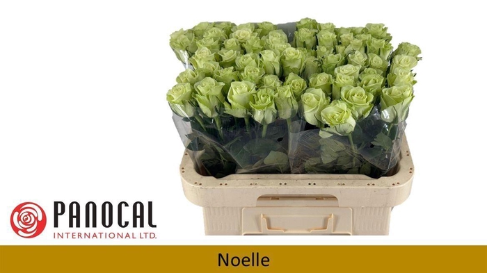 <h4>Rosa a grande fleur Noëlle!</h4>