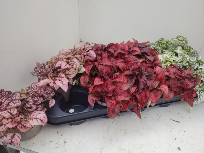 <h4>HYPOEST GEM</h4>