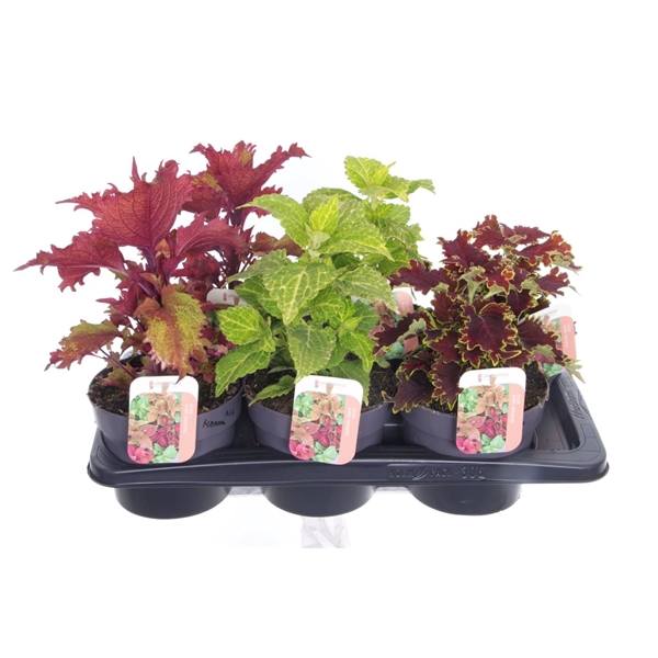 <h4>Coleus Sunfighter mix</h4>