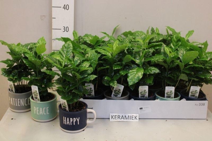 <h4>COFFEA ARABICA</h4>