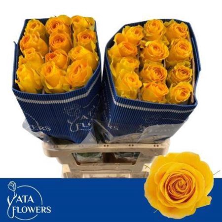 <h4>Rosa a grande fleur Brighton</h4>