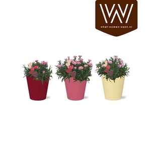 Dianthus Oscar in gekleurde Smartcup met Bijsteker