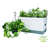 Epipremnum pinnatum Global Green 15Ø 40cm