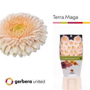 Ge Mi Pomponi Terra Maga Diamond United