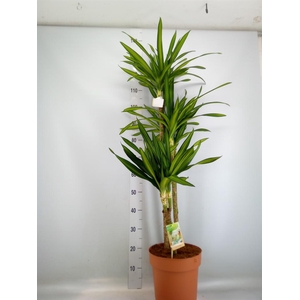 Dracaena frag. 'Riki'