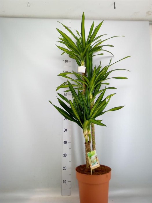 <h4>Dracaena frag. 'Riki'</h4>