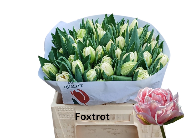 <h4>TU DU FOXTROT</h4>