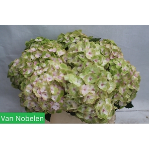 HYDR M MAG NOBLESSE