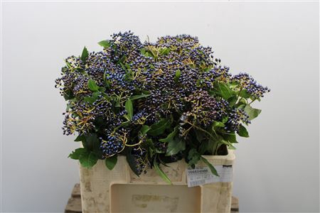 <h4>Viburnum Bes Bos</h4>