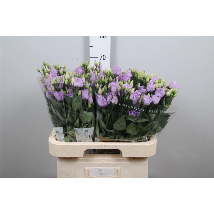 <h4>Eus G Rosi Lavender</h4>